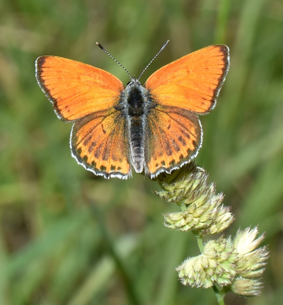 Lycaena thersamon